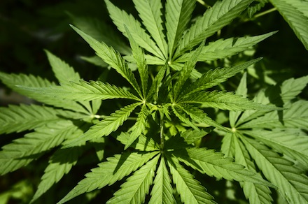 Cannabis-plant leaves